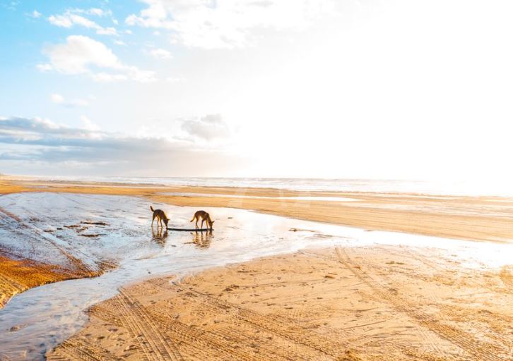 1 Day Tour to K'gari (Fraser Island) - Expression of Interest 2026